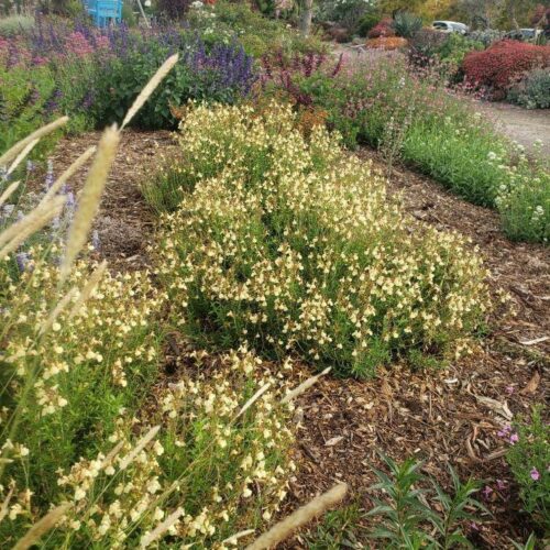 Salvia greggii- Yellow