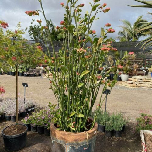 Pedilanthus Bracteatus