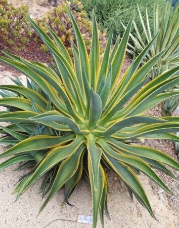 Agave desmetiana variegata