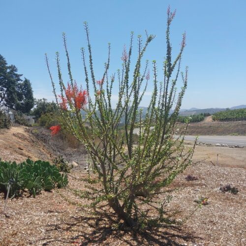 Fouquieria Diguetii Hybrid