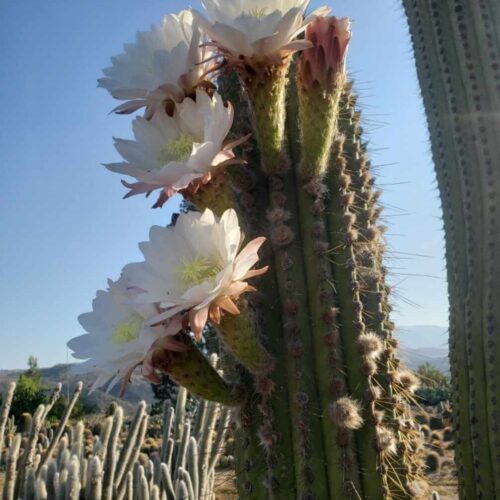 Trichocereus Terscheckii