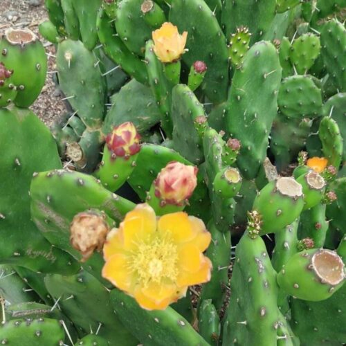 Opuntia Paraguayensi