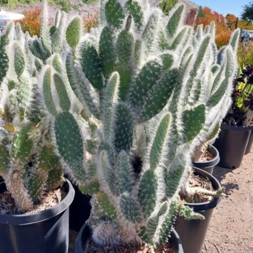 Opuntia Pailana