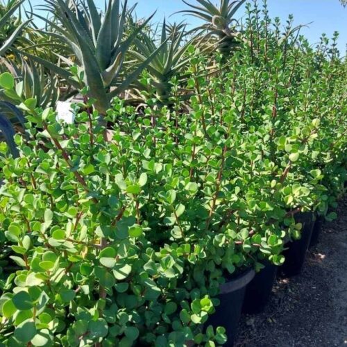 Portulacaria macrophylla "Bull-ephant”