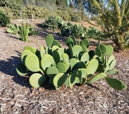 Opuntia Cacanapa ‘Ellisiana’