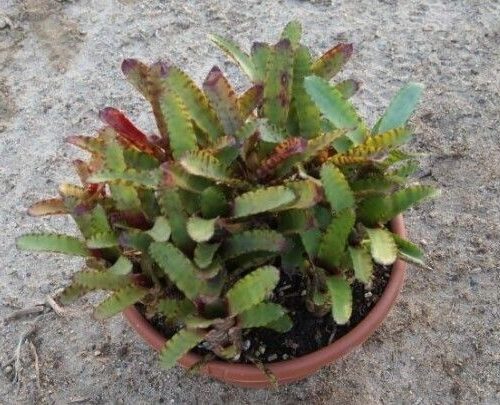 Neo Ampulacea Tigrina