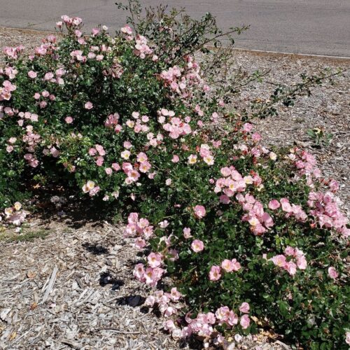 Rosa 'Pink Patty Cakes'