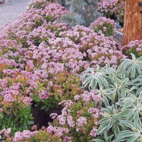 Crassula argentea ‘Pinky'