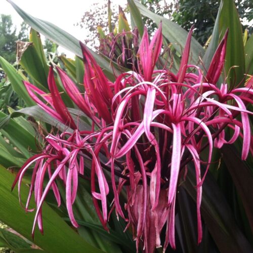 Crinum asiaticum var. procerum