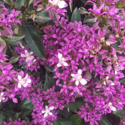 Pereskia Grandiflora