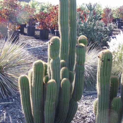 Trichocereus Spachianus