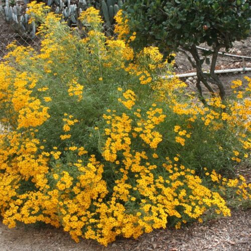 Tagetes Lemmonii