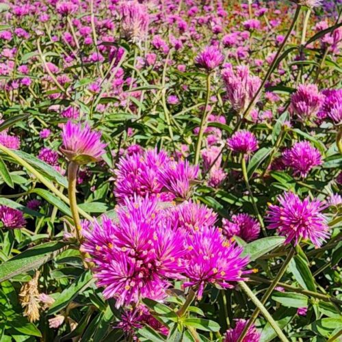 Gomphrena Globosa