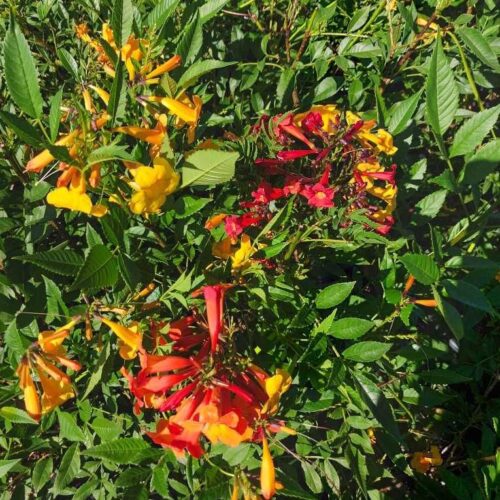 Tecoma stans Orange Bells Bush