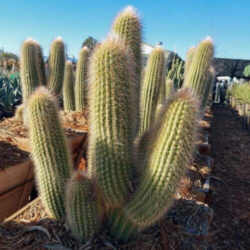 Espostoa “Cashmere Columns Cactus"