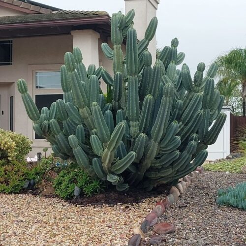 Cereus Peruvianus