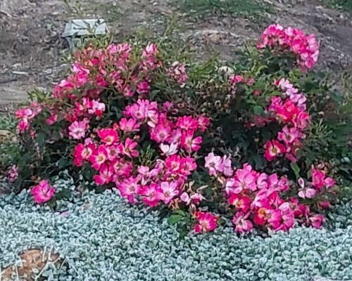 Rosa ‘Candy Kisses’