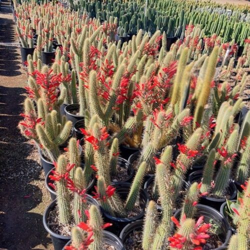 Cleistocactus Hylacanthus hyb.