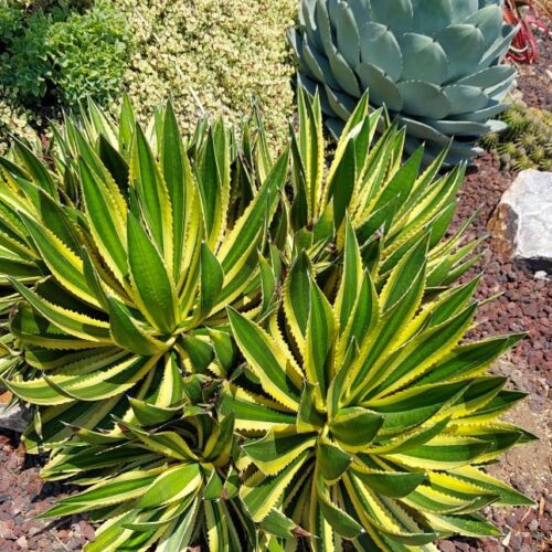 Agave Lophantha Quadricolor