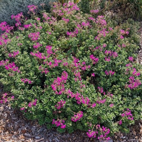 Pelargonium Reniforme