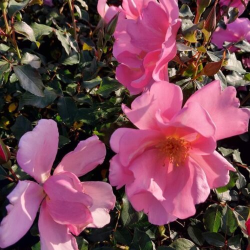 Rosa ‘Pink Cadillac’