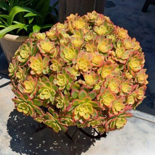 Aeonium Kiwi