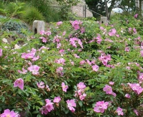 Rosa 'Rosalina Rugosa'