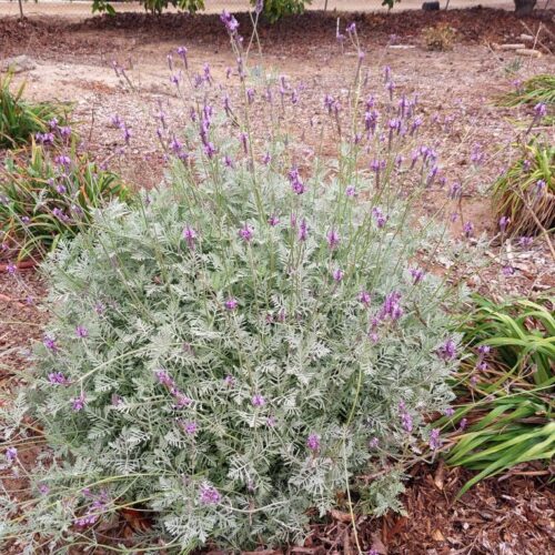 Lavandula pinnata hybrid ‘Gray Eagle’