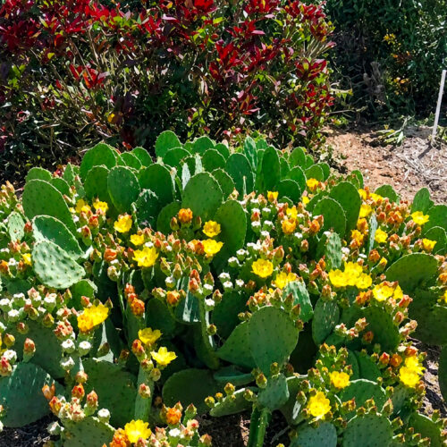 Opuntia cacanapa ‘Ellisiana’